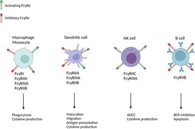 Frontiers Publishing Partnerships | The Role of Fc Gamma Receptors Frontiers Publishing Partnerships | The Role of Fc Gamma Receptors
